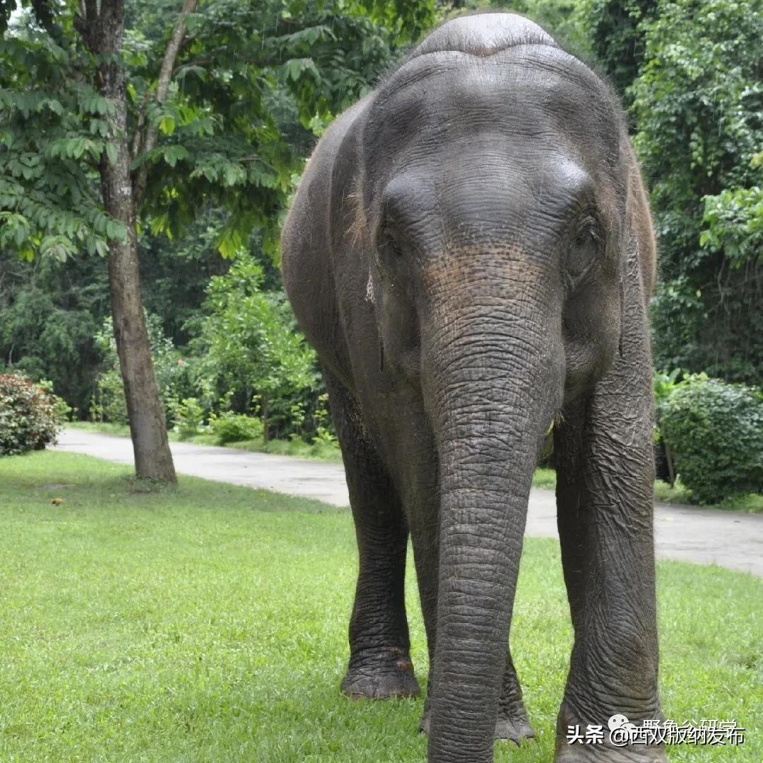 小象们,小象们你好英语