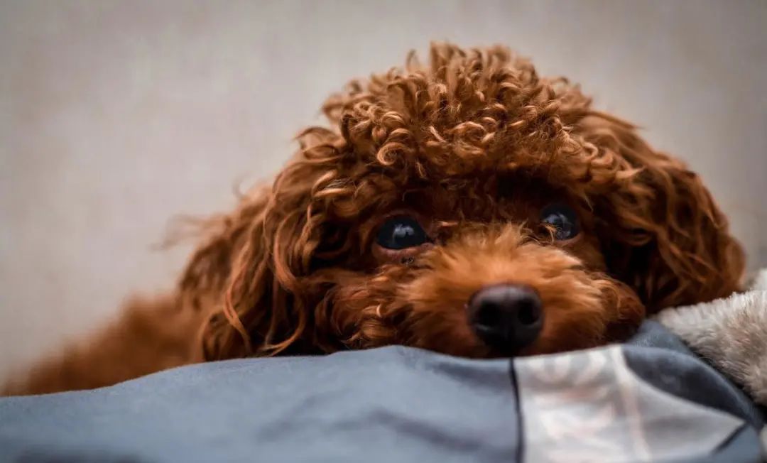 假期要把宠物送去寄养,以下5件事一定要做