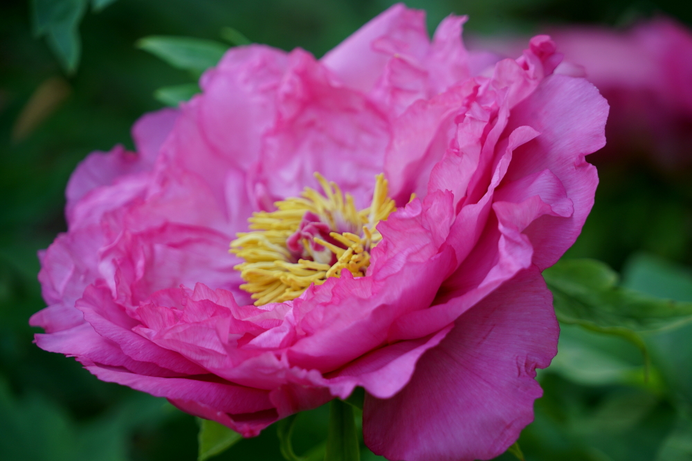 牡丹花；青山吹奏《太湖美》（C调）半音阶口琴演奏