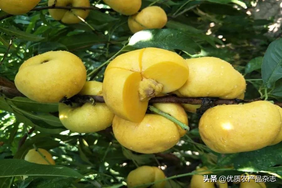什么种类的黄桃最好吃又甜,鲜食黄桃品种哪个最好吃