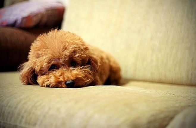 狗狗害怕打雷一直发抖应该怎么办,狗狗发抖不吃东西还呕吐怎么回事