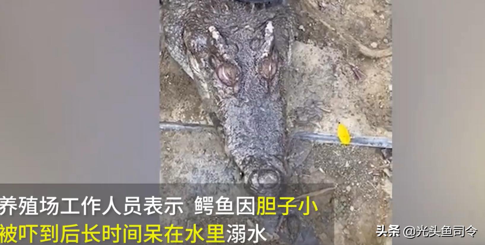 鳄鱼那么凶猛为什么不灭绝鳄鱼,鳄鱼的天敌和鳄鱼的种类谁最强