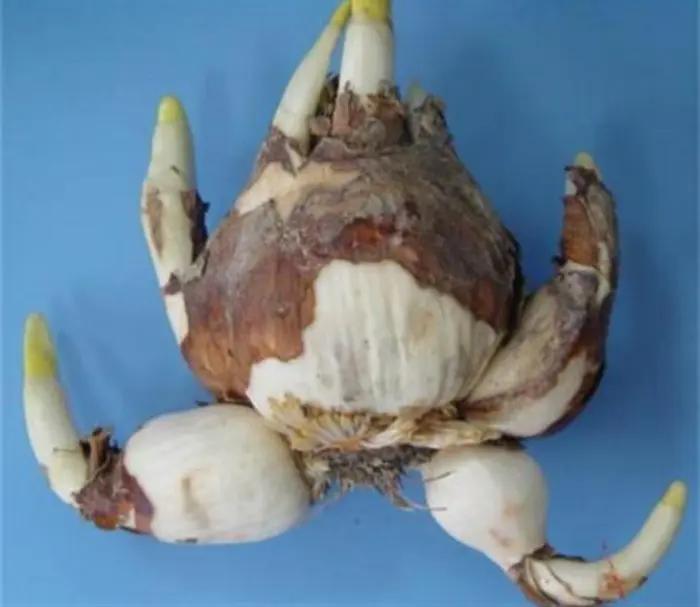 如何让水仙婀娜多姿,花香四溢