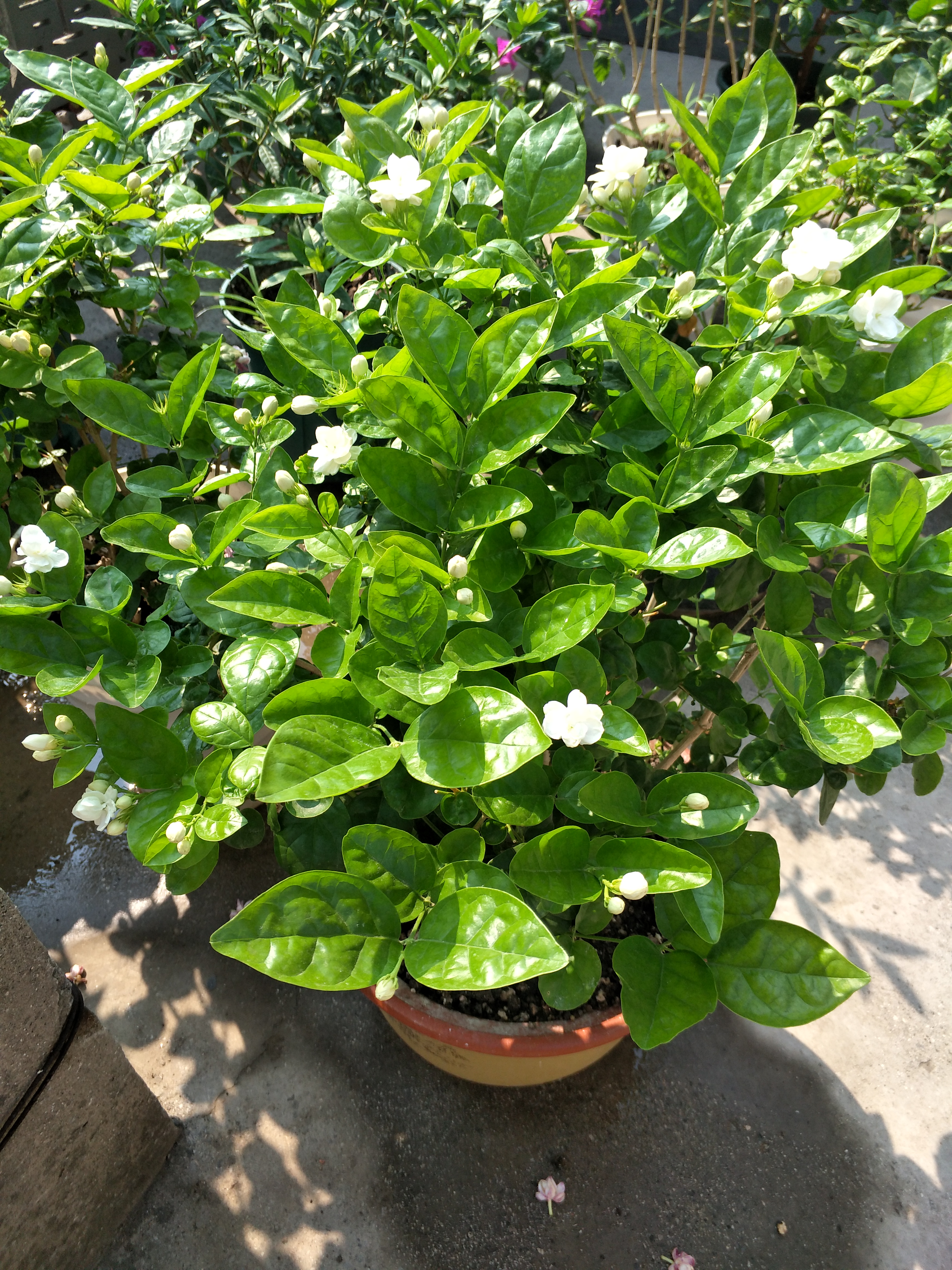 茉莉花叶片掉光怎么办,茉莉花叶片干枯掉落怎么办