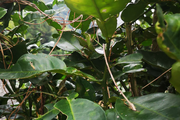 柚子树难管理吗,柚子不结果怎么管理