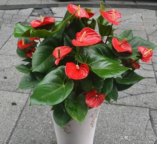 红掌开的花朵干枯发黑什么原因,红掌叶子发黑怎么办视频