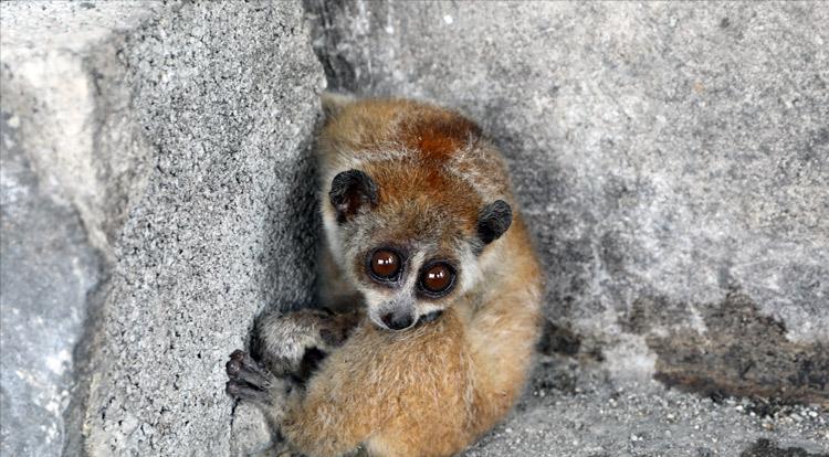 云南有野生蜂猴,云南德宏一级保护动物蜂猴