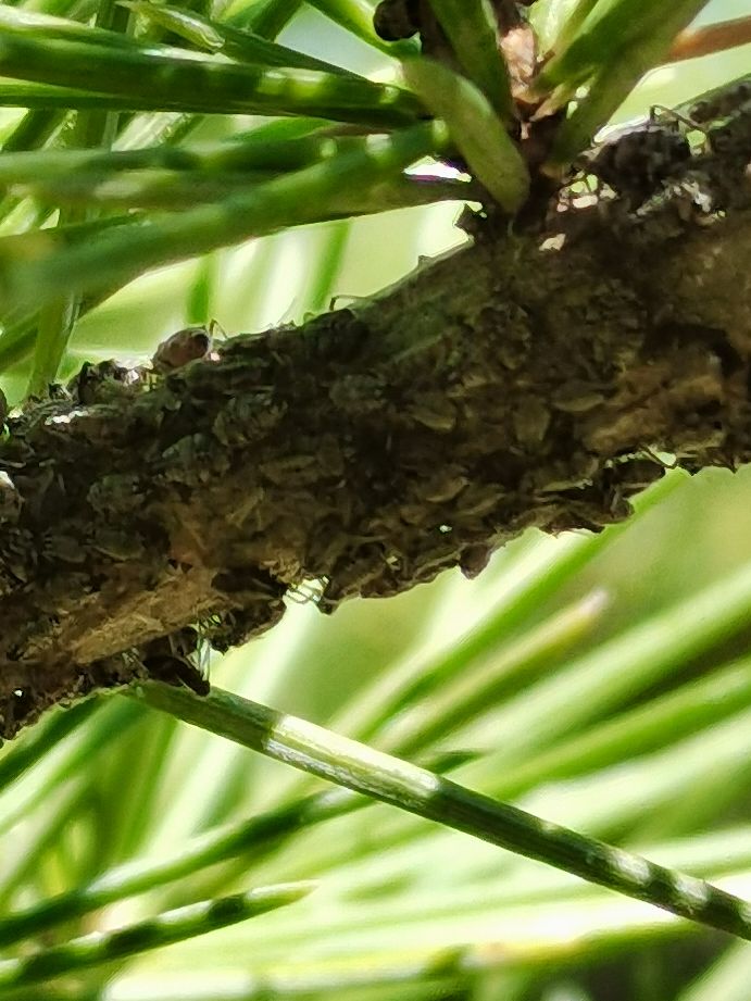 松大蚜防治药剂,松大蚜打药几小时能死掉