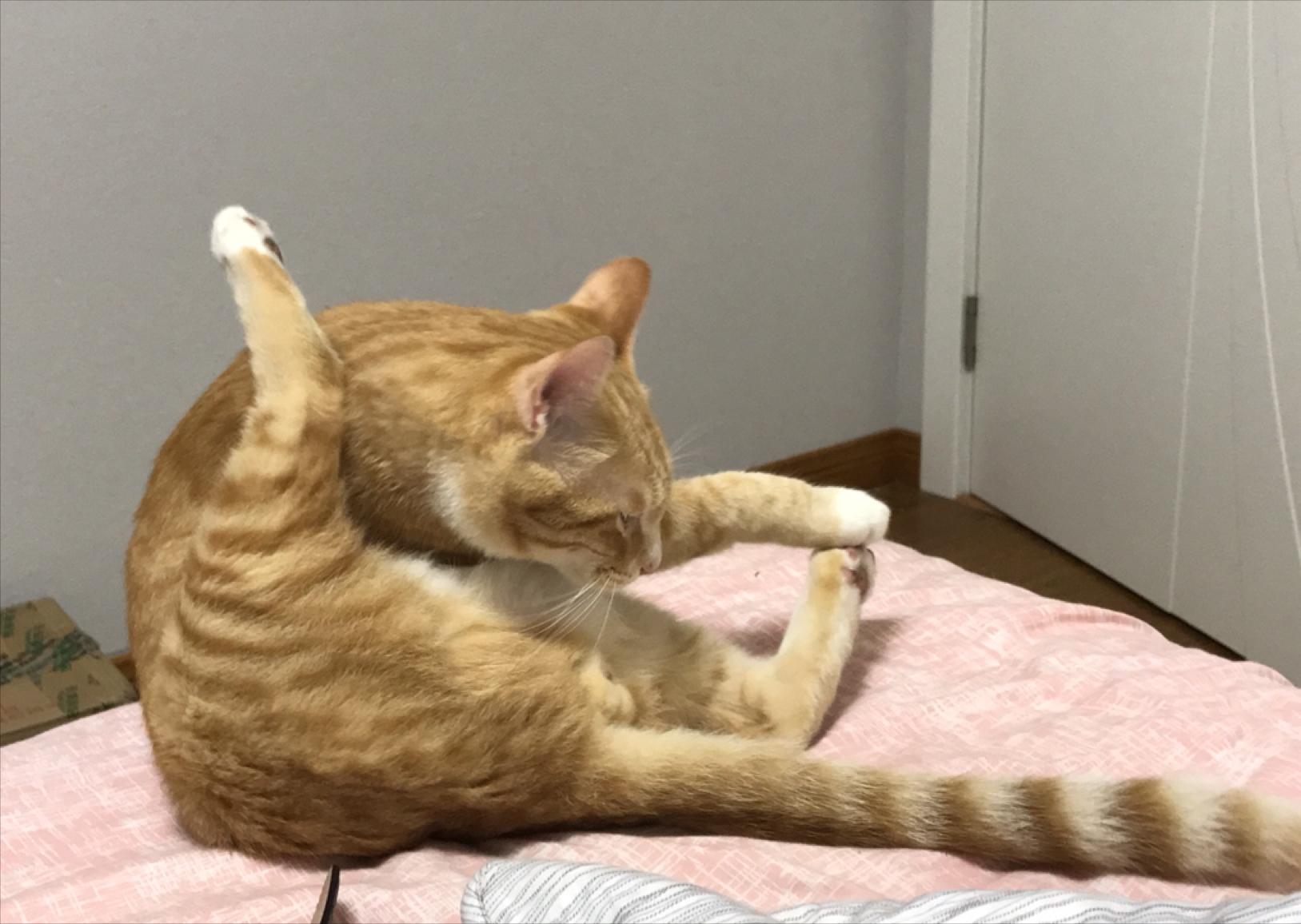 猫咪舔哪里代表身上有虫了,猫咪舔你的嘴代表什么意思