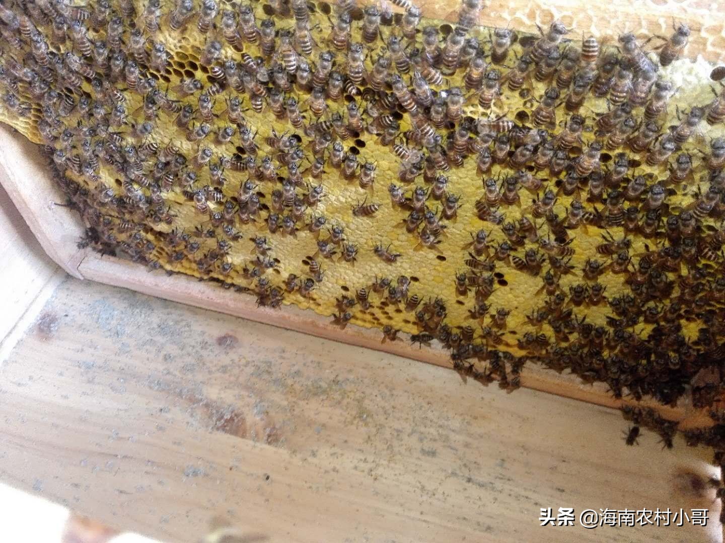 蜜蜂老巢脾怎么处理保存,蜜蜂脾上长了巢虫如何处理