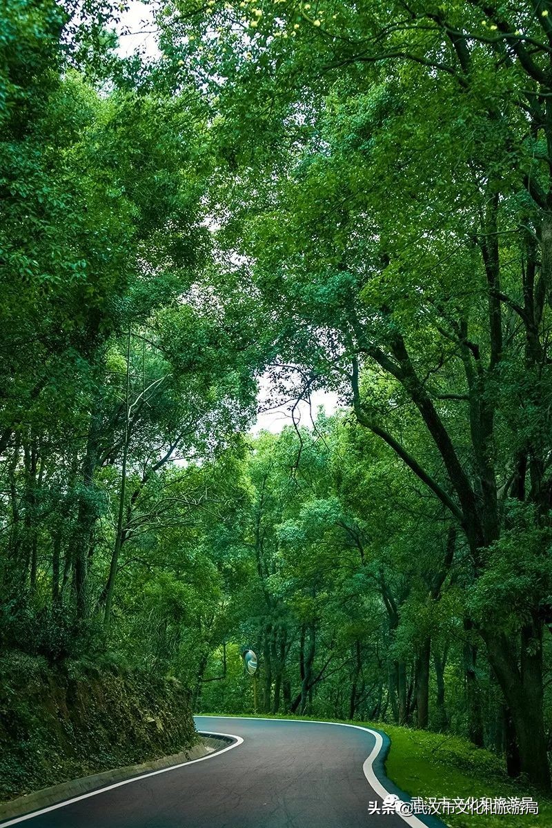 武汉环城绿道,武汉上半年全线贯通的新绿道