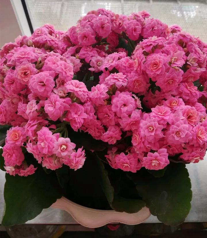 长寿花，寓意好、开花漂亮，花期长，品种多达300个