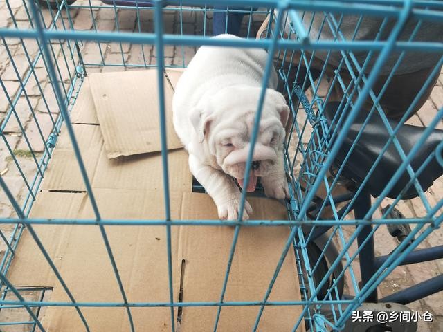 真正的狗市品种,哪里的狗市便宜品种又好种类又多