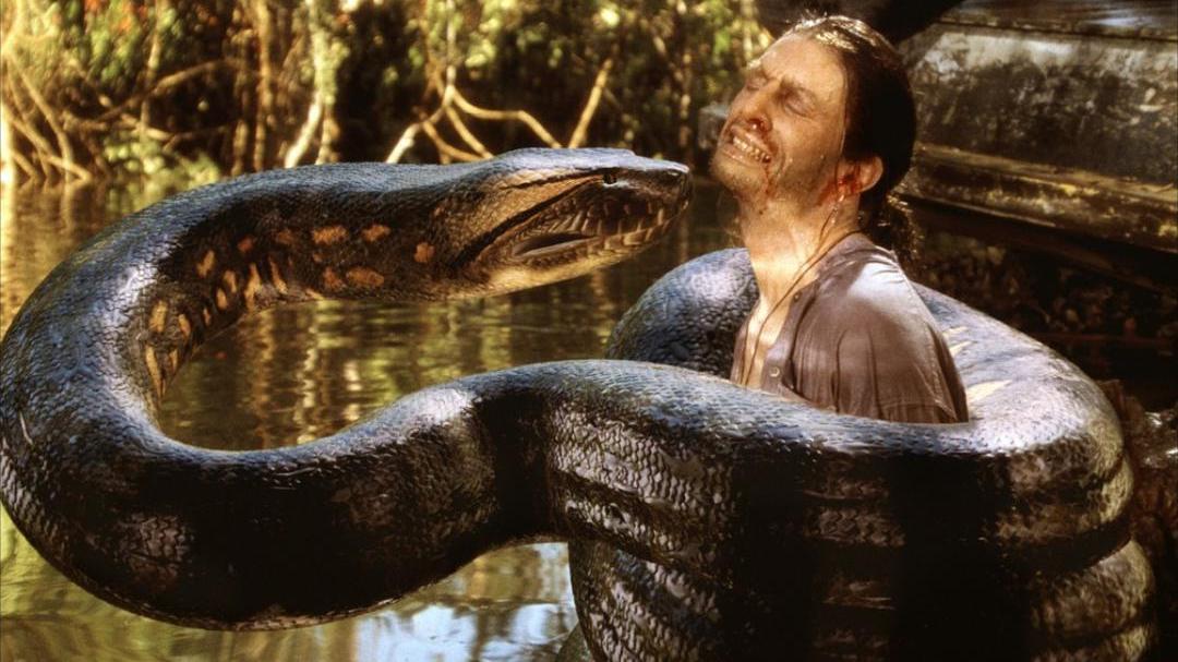 蟒蛇活吞一条蛇,福建泉州蟒蛇吞80多斤羊