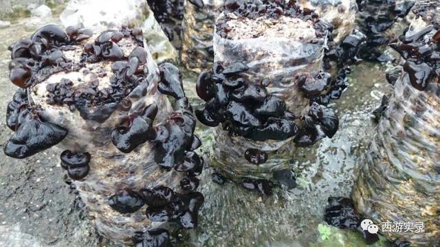 自驾环游世界第一人,自驾全球第一人