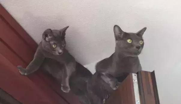 泰国钻石眼招财猫,泰国克拉特