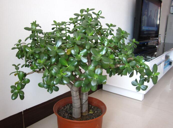 7种象征吉祥好运花,什么花好看又好养寓意好