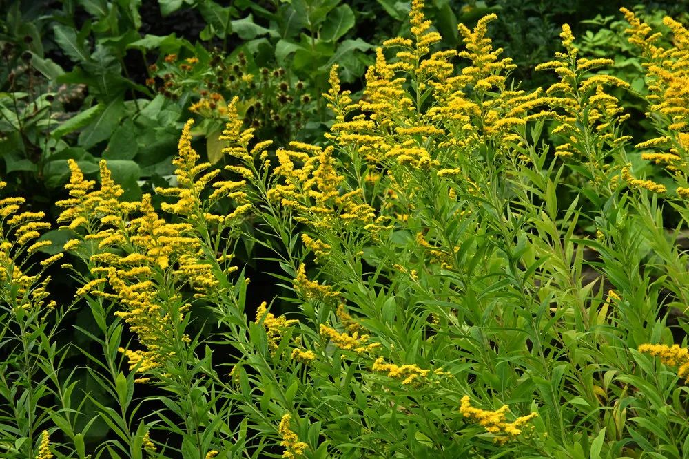 尼康zdx16-50镜头适合拍什么,尼康zdx16-50