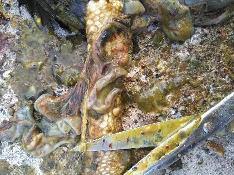 近期鸡病情况,鸡近期高发病