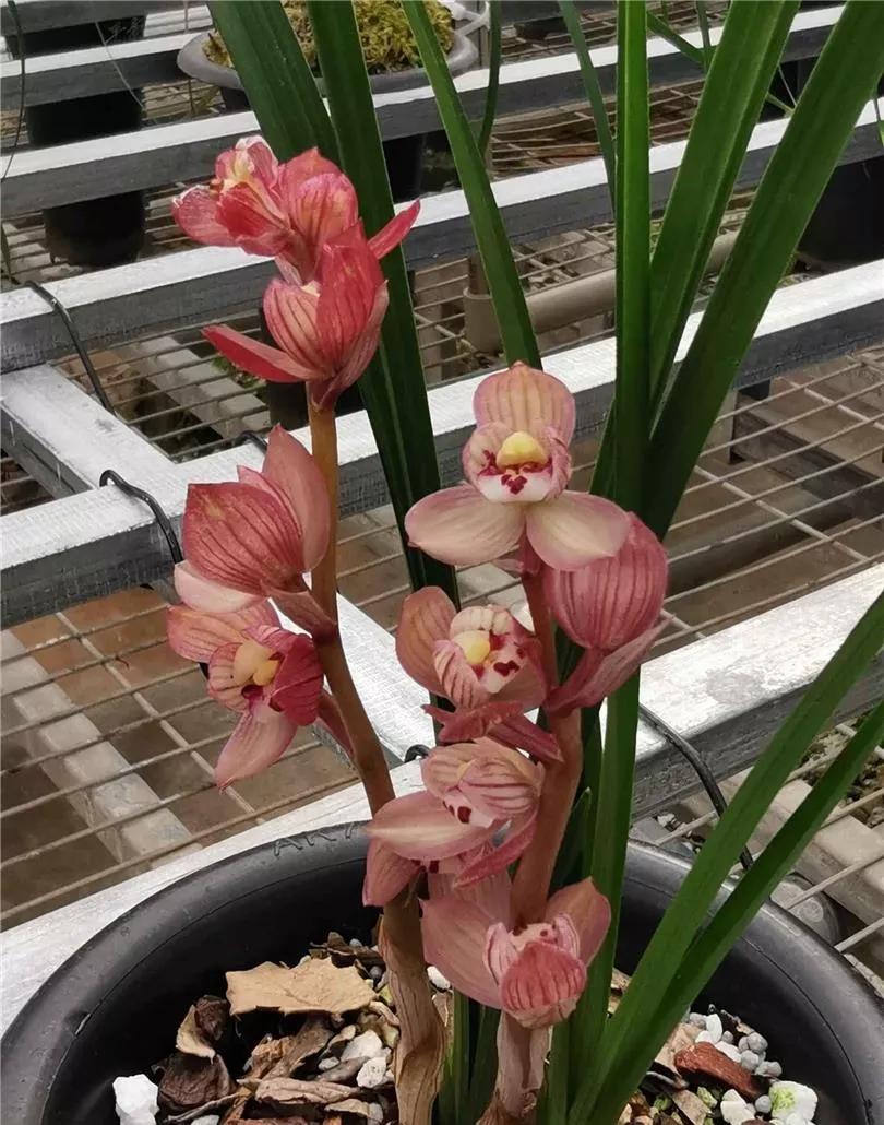 四川崇州早年下山的一颗春剑瓣型红花，现在成为镇园之宝