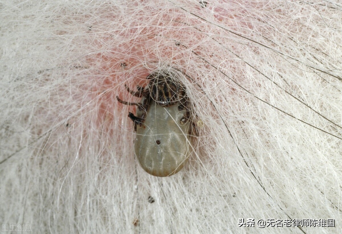 小区草皮允许遛宠物吗,小区里狗跑出去能回来吗