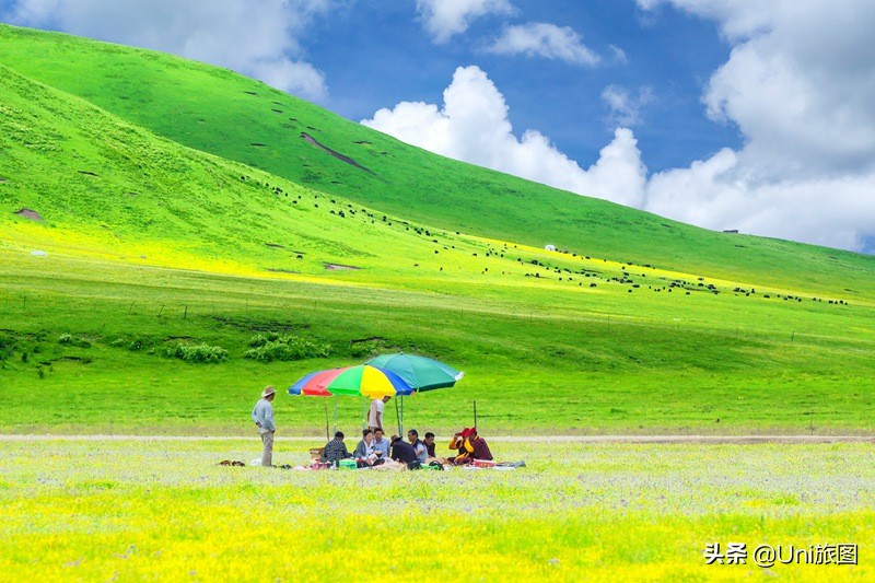 六月的若尔盖，一个不能错过的人间天堂