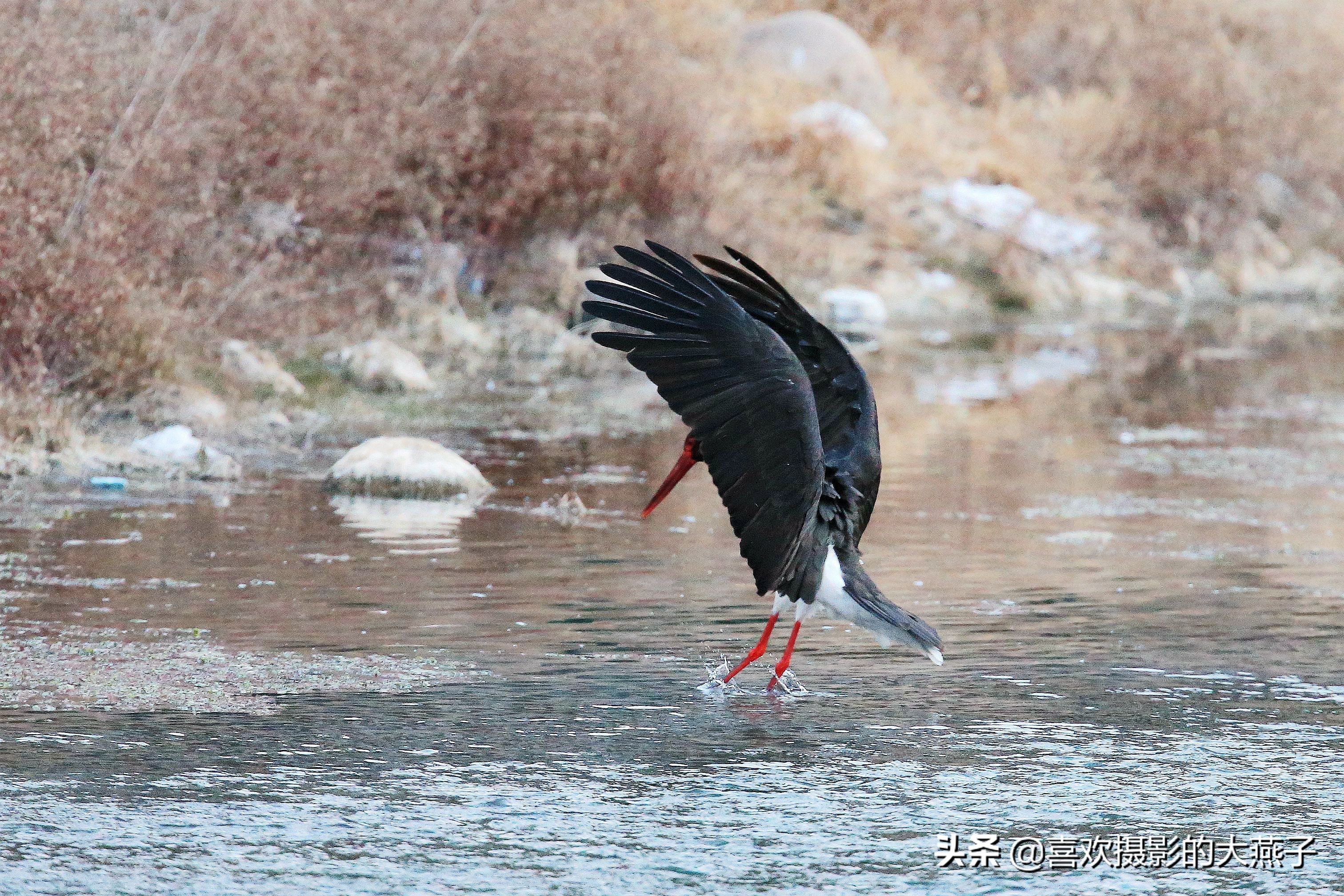 珍稀鸟类黑鹳来到河北井陉县越冬,房山十渡有什么野生动物