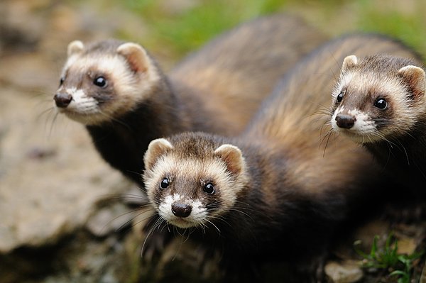 比生化武器还厉害的武器,比生化武器还可怕的武器