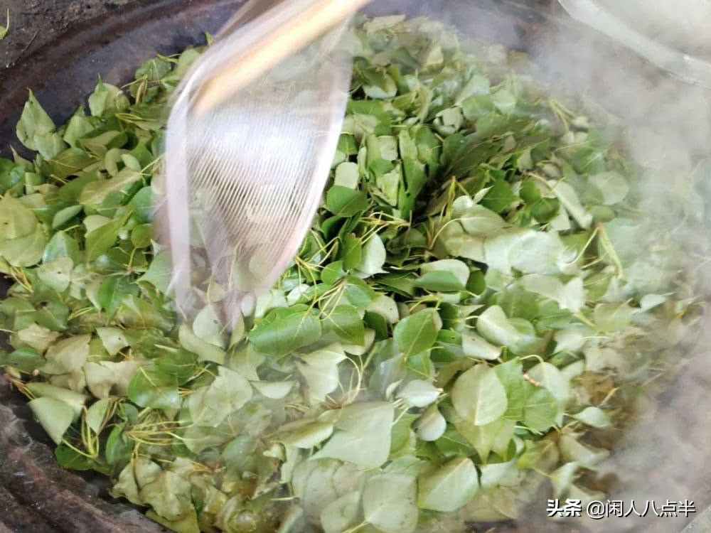 杨树叶子野菜,杨树苗这种野菜学名叫什么