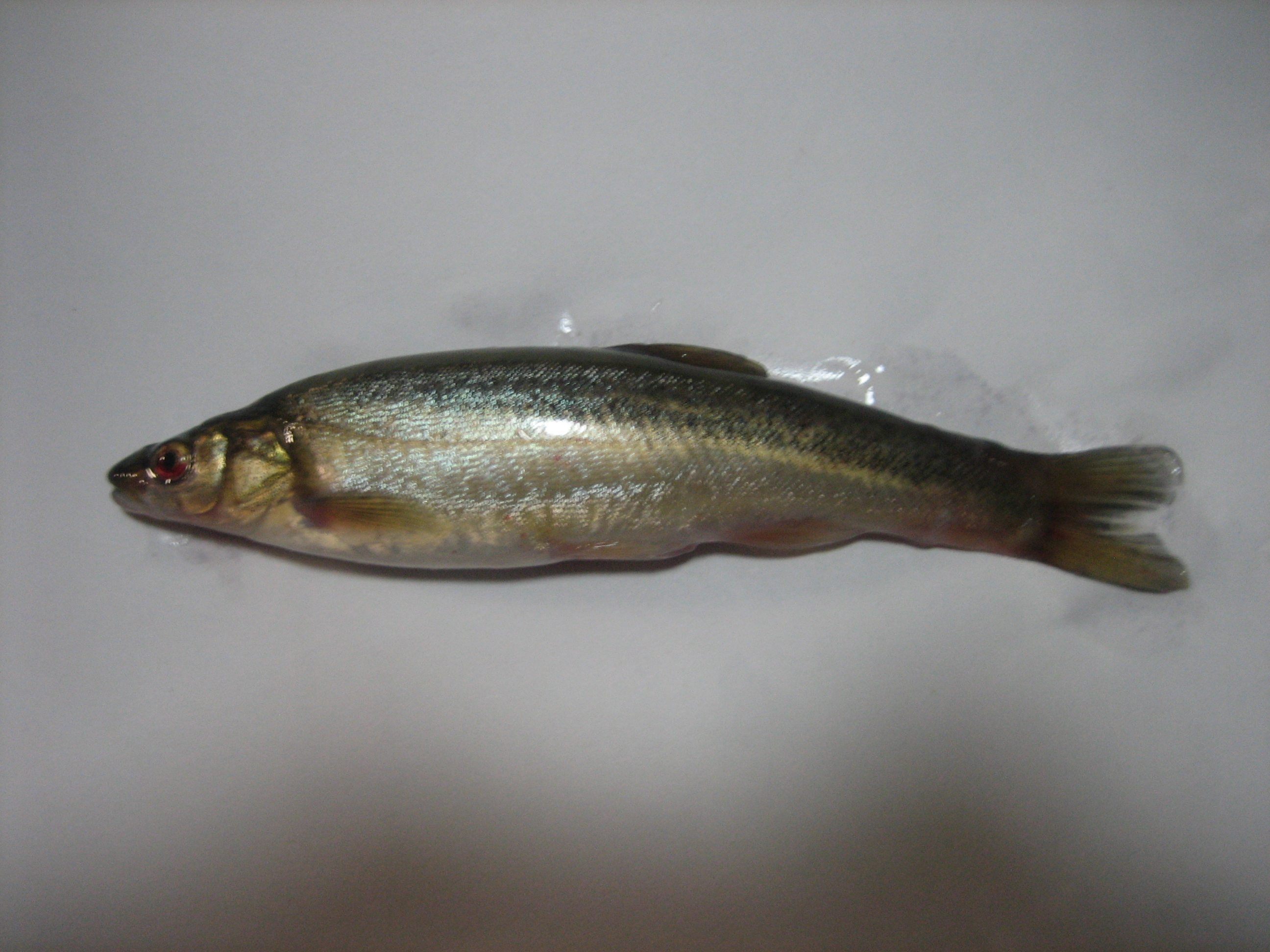 松花江名鱼排行,黑龙江和松花江的鱼