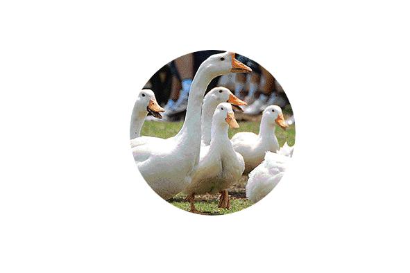 日本生态农业庄园,日本田园农场排行榜