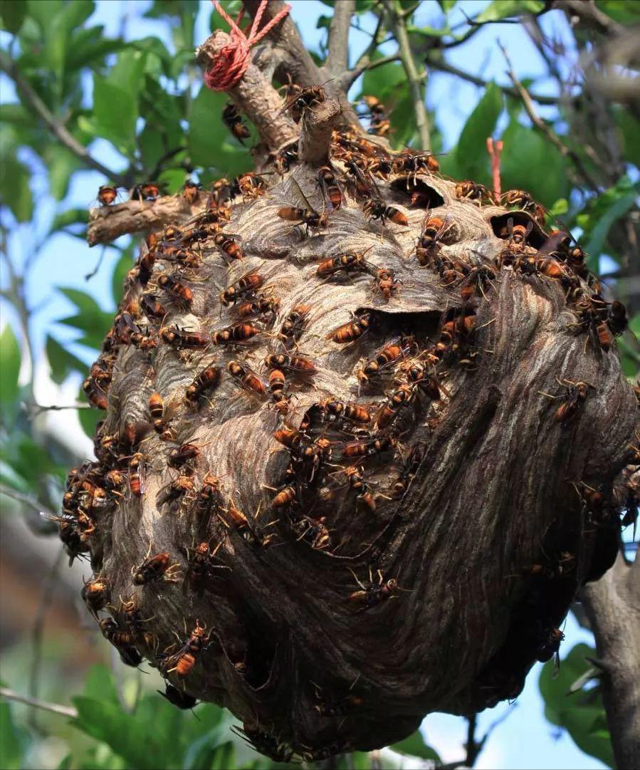 被马蜂蛰伤就医,被马蜂蛰伤休克