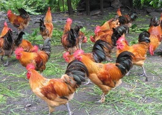 安卡拉疾病怎么治,安卡拉病有什么特效药