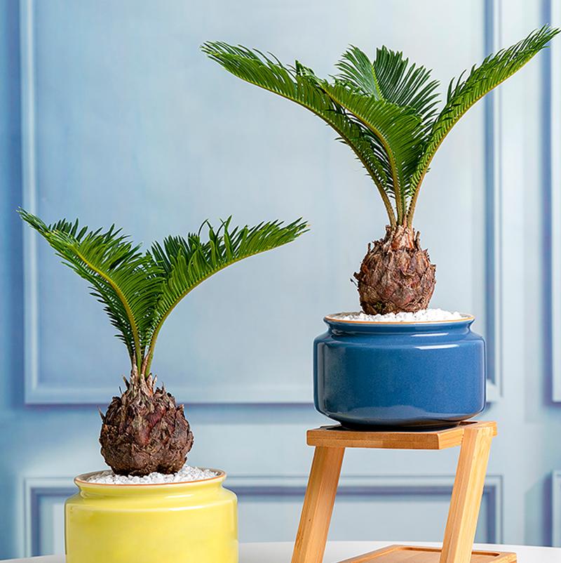 苏铁叶子特点,苏铁叶绿色怎么养