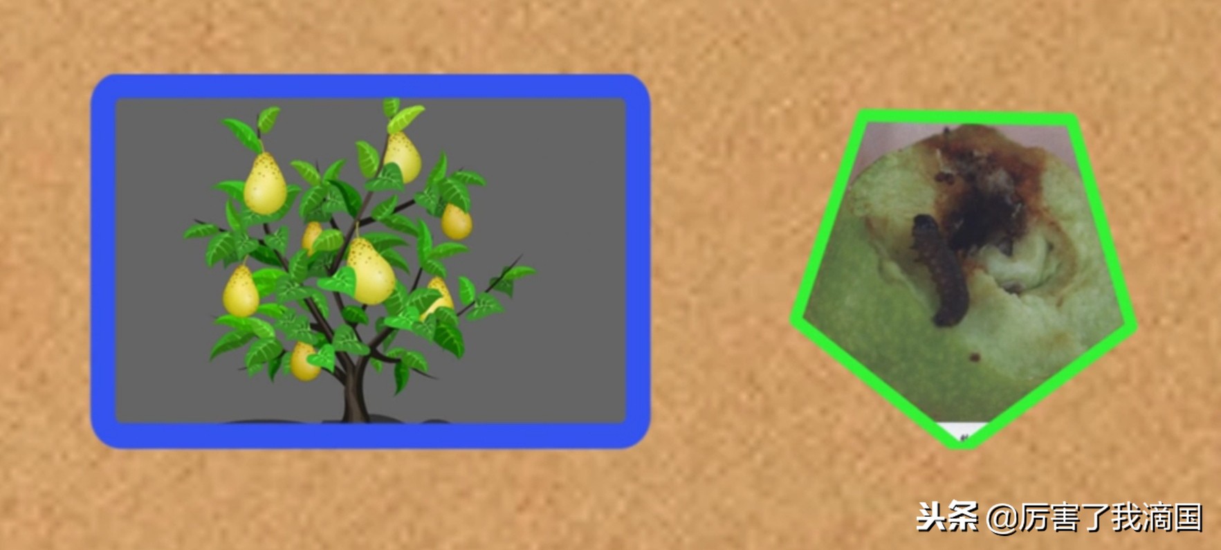 好好的苹果里面怎么烂了,苹果有虫