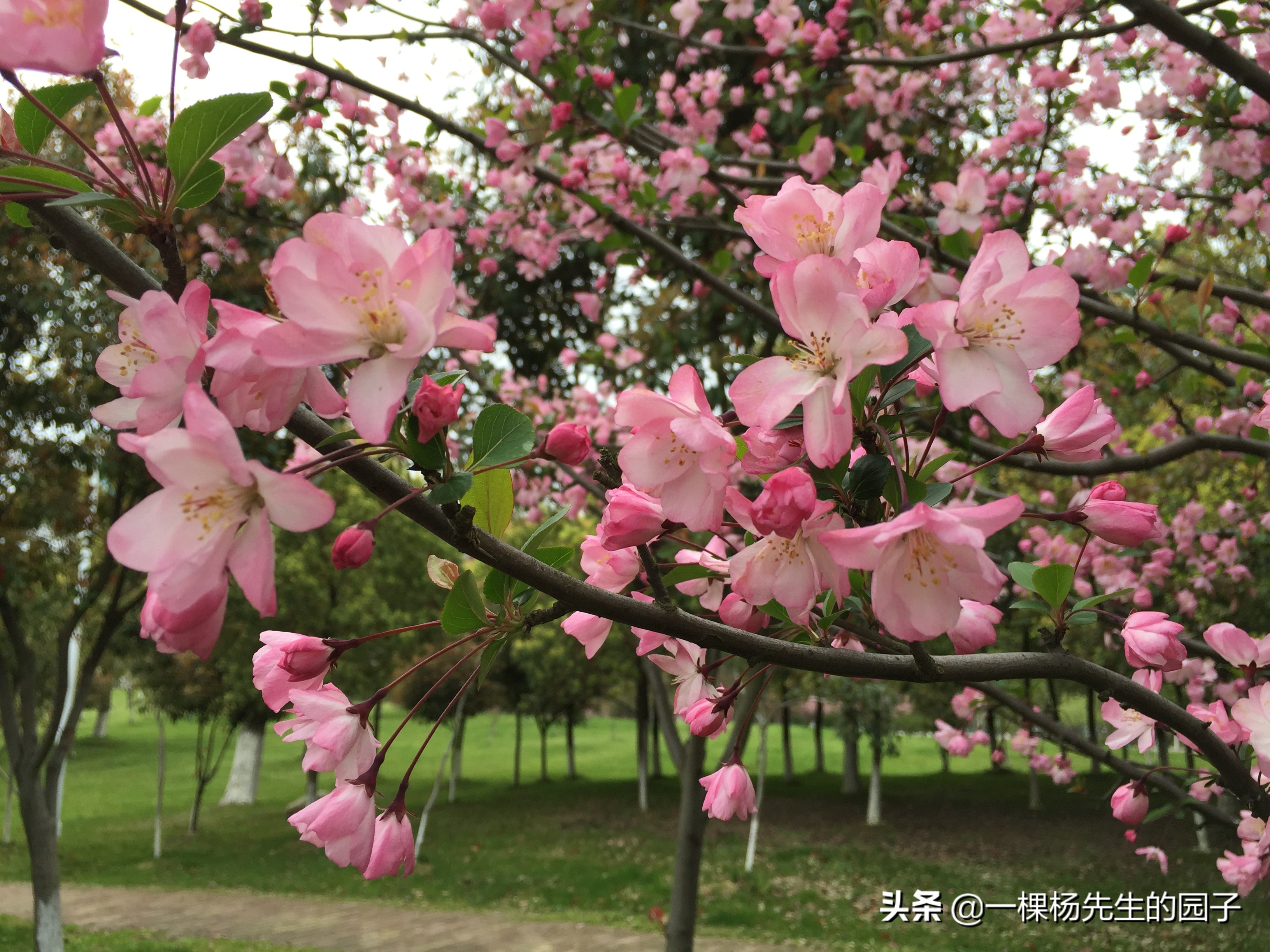 2020，轩轩和妈妈的英国日记（64）来日方长，未来还是可期的