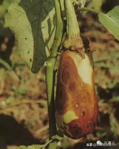 种茄子的六个步骤简短文字,种茄子的基本知识