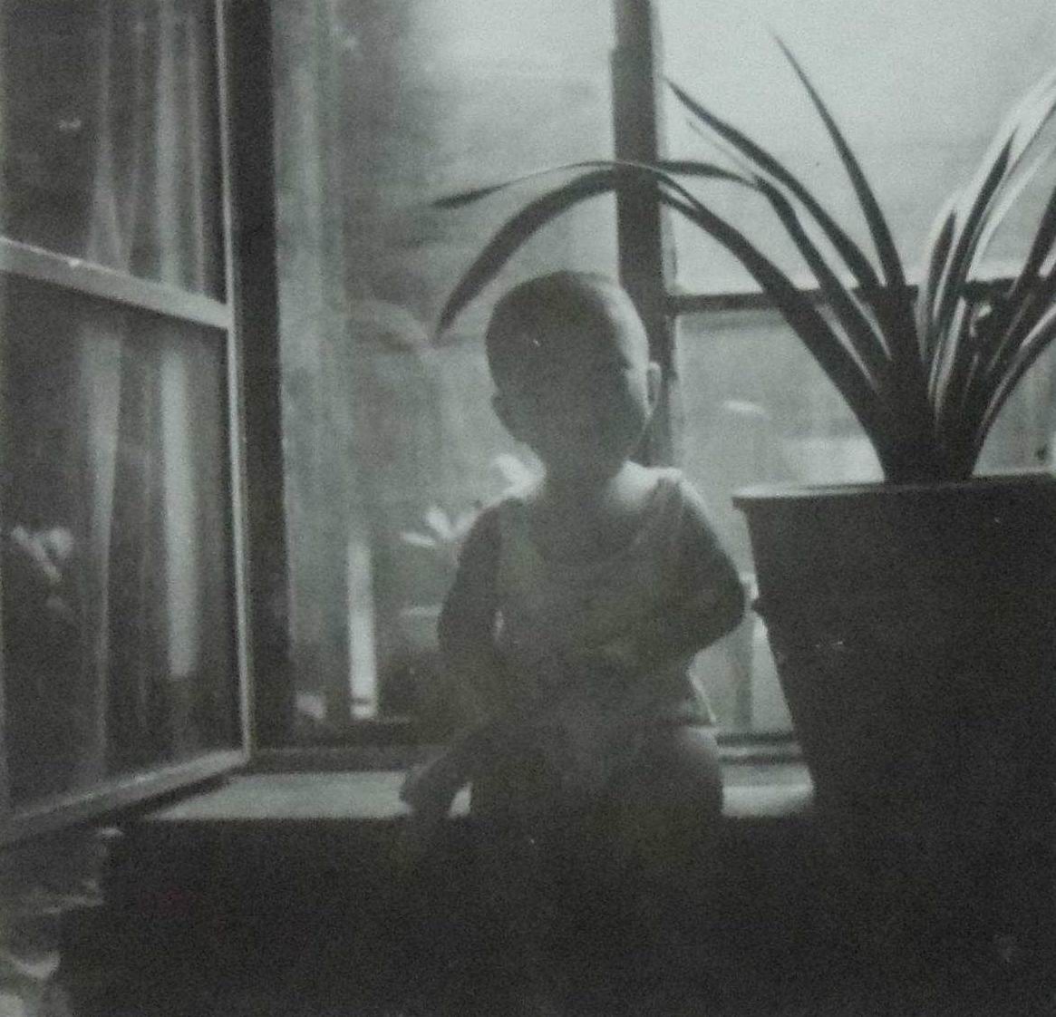 当年东北炒作君子兰,80年代炒作君子兰