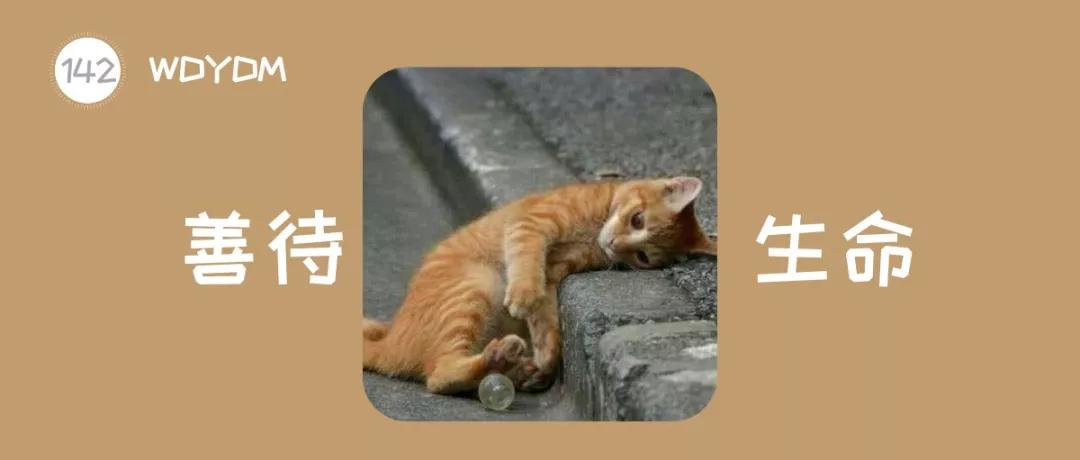 两个月的猫咪流浪猫怎么喂养,流浪猫给它一点温暖却不能养