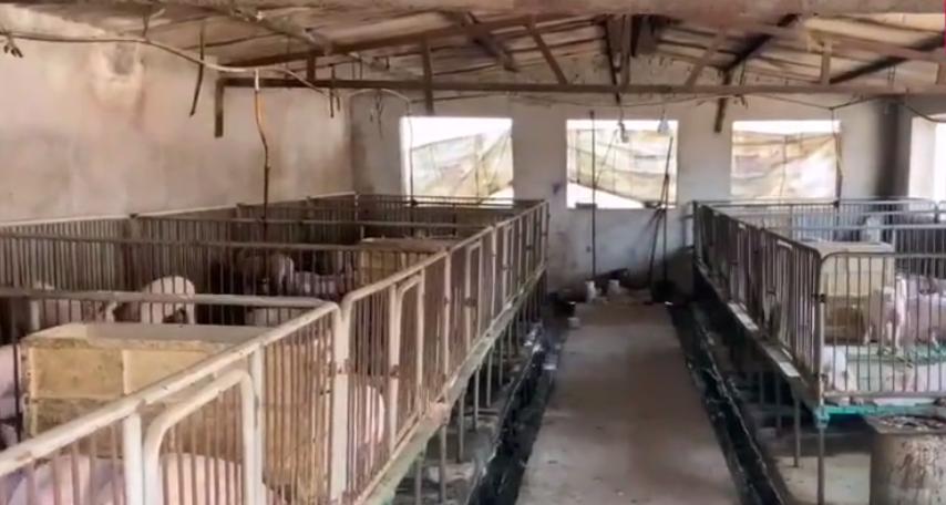 新型母猪保育舍,河北新式母猪保育舍