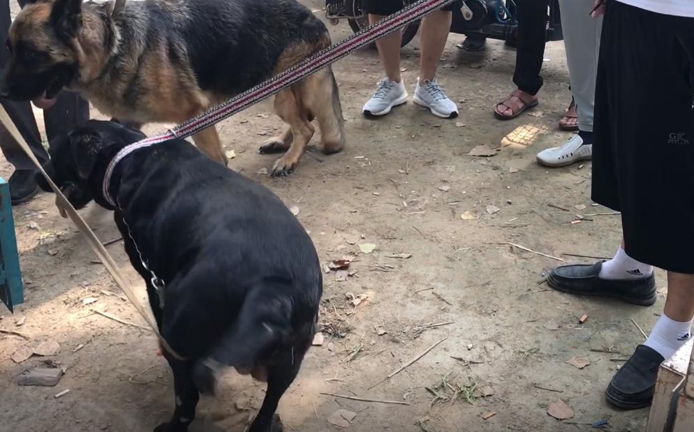 拉布拉多被主人卖给狗贩子,100斤拉布拉多被送到狗市售卖