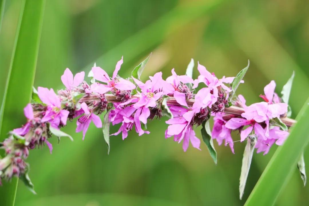 活血化瘀最强的草,活血化瘀的泡澡草药