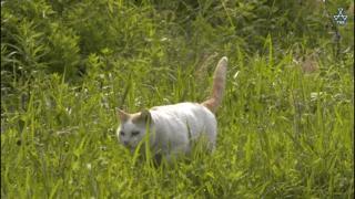 吸猫最高境界图片,吸猫最高境界完整视频