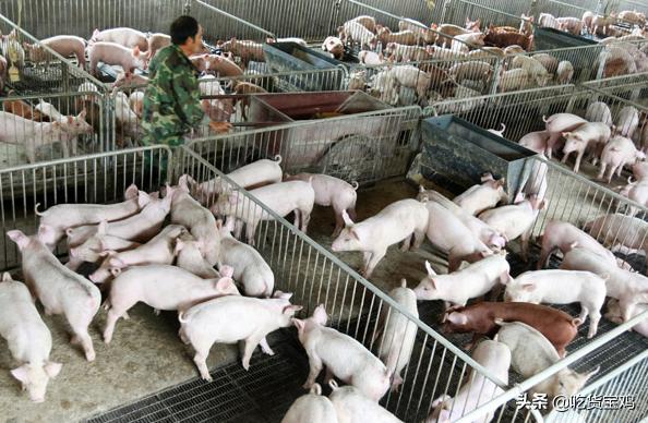 老外吃猪,外国人看待中国人吃猪