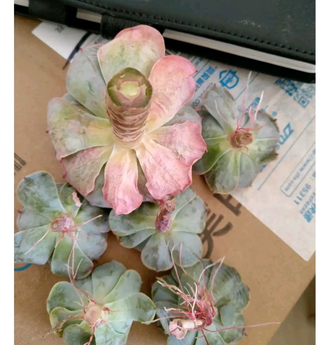 多肉爱长草怎么办,多肉爱火怎么养