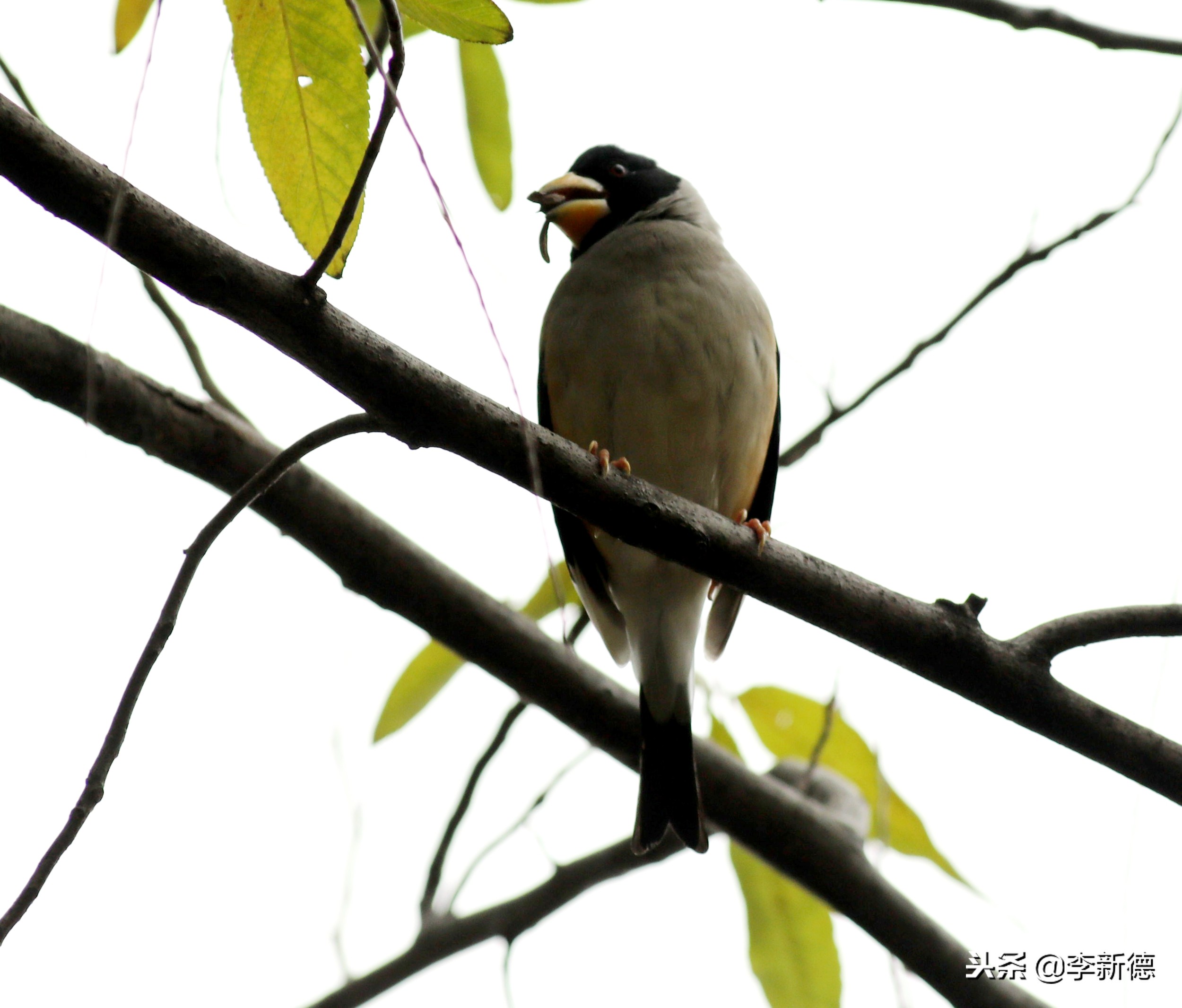 合肥拍鸟的视频,合肥拍到的小鸟