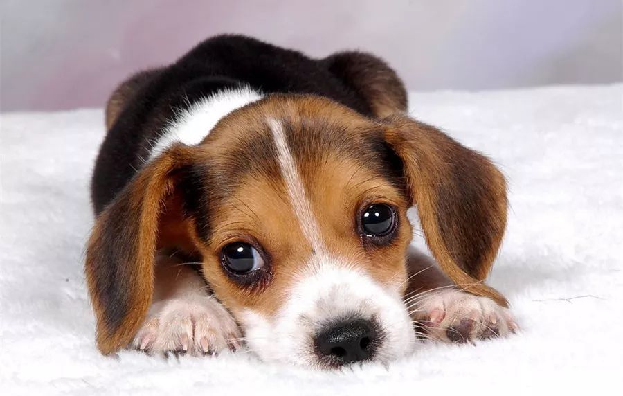 狗狗铲屎官的正确方式,狗狗随地大小便气崩溃了