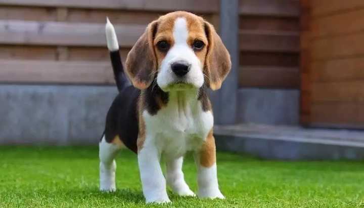 最适合新手养的十大狗狗排行榜,最适合新手养的狗狗十大排行榜