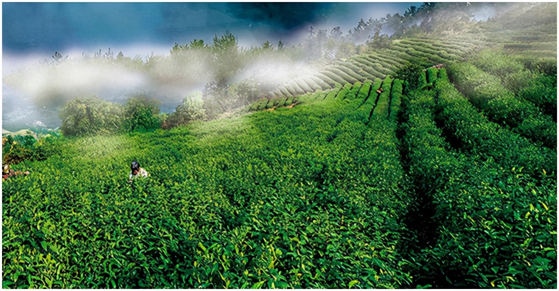 明前茶重庆,重庆高山明前茶