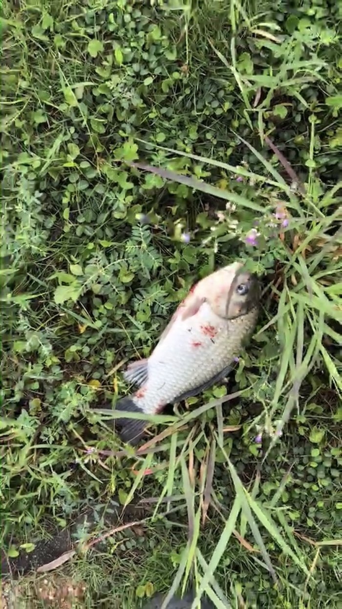 野钓需要注意的寄生虫,野外钓鱼如何防寄生虫